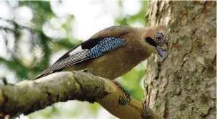  ??  ?? Rare sight Jays like this one aren’t spotted often at the Falls of Clyde, but four were there recently (Pic by Stefan Berndtsson)