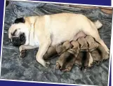  ??  ?? Breeding: Ronan’s pug with her litter