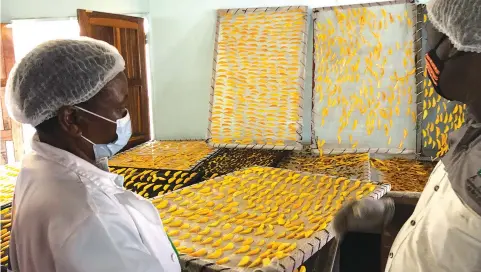  ??  ?? To dry the mangoes, workers lay pieces on racks put outside in the sunshine, under netting to keep the flies away