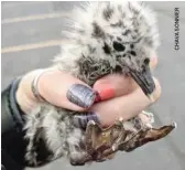  ??  ?? A volunteer from the Chicago Birds Collision Monitors rescued about 20 injured baby seagulls Sunday.