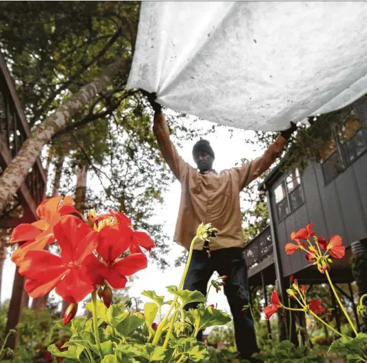  ?? Houston Chronicle file ?? It’s time to prepare the garden for temperatur­es that could dip below the 20s. Use frost cloth if possible, since it’s designed for the job, but you can also use sheets and blankets.