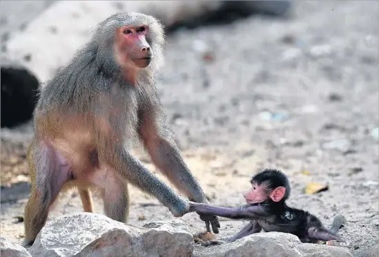  ?? Photograph­s by Mohamed El-Shahed AFP/Getty Images ?? SCIENTISTS WHO studied baboons’ vocalizati­ons have found evidence of five vowel-like sounds, which could change ideas about the emergence of human speech.