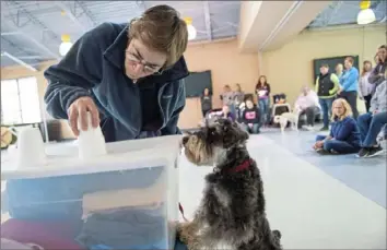  ?? Emily Matthews/Post-Gazette ?? Jessie VanSwearin­gen, of Green Tree, stacks cups with her dog, Notti, a miniature schnauzer.