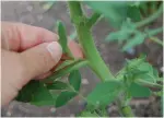  ??  ?? Remove tomato suckers from your plants with a quick pinch at the base of their thin stems.