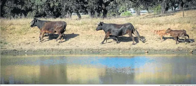  ?? REPORTAJE GRÁFICO: JUAN CARLOS VÁZQUEZ OSUNA ?? Laguna con agua de lluvia acumulada para que los animales beban.