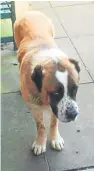  ??  ?? The St Bernard attacked a woman and her pet jackadoodl­e.