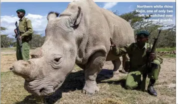  ??  ?? Northern white rhino Najin, one of only two left, is watched over by armed guards.