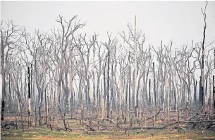  ?? AFP ?? A photo shows burnt trees in the Amazon rainforest in Rondonia state, Brazil, last year. Brazil’s national space agency, INPE, identified 6,803 fires in the Amazon region in July 2020, up from 5,318 the year before.