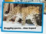  ?? ?? Struggling species... Amur leopard