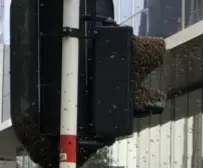  ?? FOTO RR ?? Ook op een Brussels verkeersli­cht duikt een zwerm bijen op.