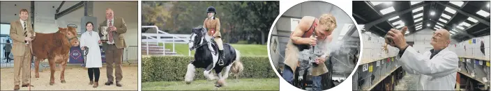  ?? PICTURES: SIMON HULME ?? COUNTRY STYLE: From left, show director Charles Mills, left, with the winner of the supreme beef trophy Hannah Donaldson; Chloe Hardwick, from Stokesley, riding Return Ticket; farrier Oli May at work; poultry judge Dewi Hughes.