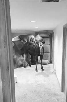  ??  ?? A moose in Hailey, Idaho, tumbled down a window well and crashed into the carpeted basement of a home. — Idaho Department of Fish and Game handout photos