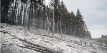  ??  ?? An area burned by the Shovel Lake wildfire near Fort Fraser. About 12,520 square kilometres have been scorched this season.