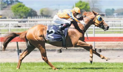  ?? Photo / Trish Dunell ?? A break has served talented three-year-old Te Akau Shark well.