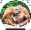  ??  ?? Two orangutans