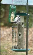  ??  ?? Downy Woodpecker at a suet feeder.