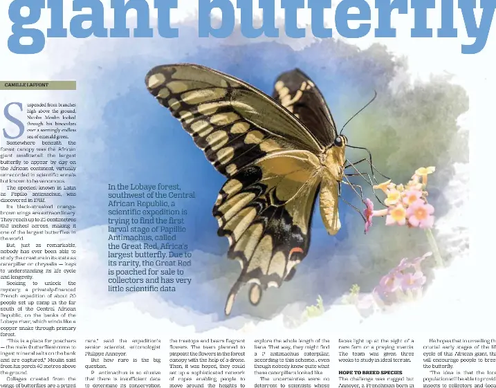 The Enduring Mystery Of A Giant Butterfly Pressreader