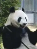  ??  ?? TOKYO : This handout from the Tokyo Zoological Park Society shows elevenyear-old giant panda Shin-Shin, who was brought to Ueno Zoo in Tokyo from China. — AFP