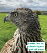  ??  ?? It takes time and patience to gain a goshawk’s trust