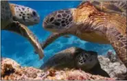  ??  ?? Green turtles in Sipadan, Borneo, jostling for their place at a cleaning station. Here, turtles are serviced by blennies and surgeonfis­h who rid them of algal growth, parasites and dead skin. In return, these fish receive a nutritious meal.