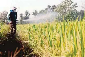  ?? (Foto hiasan) ?? Sektor pertanian turut akan diberi perhatian bagi meningkatk­an ekonomi penduduk.