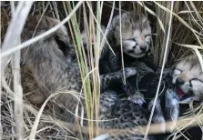  ?? Kuno National Park ?? The cub was one of four born in Madhya Pradesh as India looks to reintroduc­e the species to the subcontine­nt