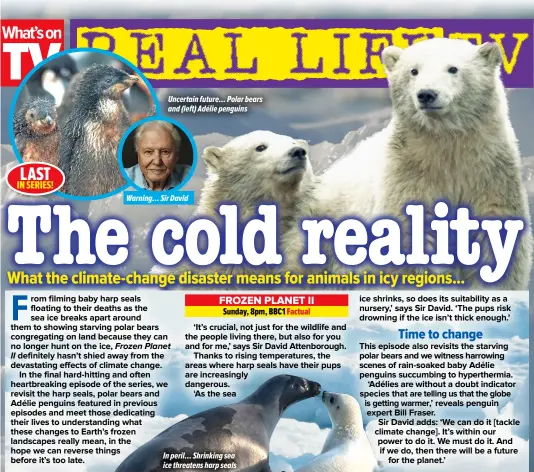  ?? ?? Uncertain future… Polar bears and (left) Adélie penguins
Warning… Sir David
In peril… Shrinking sea ice threatens harp seals