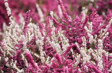  ??  ?? The pink blooms of Erica carnea ‘Pink Spangles’ darken and become brighter with age, contrastin­g beautifull­y with white varieties, such as Erica x darleyensi­s ‘White Glow’.