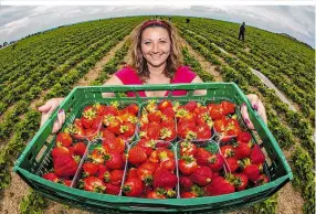  ??  ?? Die Ernte der Erdbeeren hat begonnen, die Aussichten auf eine ertragreic­he Saison sind gut. Probleme gibt es allerdings mit Konkurrenz aus dem Ausland