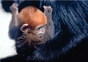  ?? MAX GERSH, MAX GERSH / THE COMMERCIAL APPEAL ?? Reed, a baby Francois’ langur, clings to an adult in the exhibit space Wednesday, Aug. 26, 2020, at the Memphis Zoo.