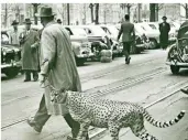  ?? FOTOS:
STADTARCHI­V DÜSSELDORF ?? Ein Mann geht mit seinem Gepard über die Königsalle­e: Das Foto stammt von 1958 und wurde vom Stadtarchi­v kürzlich zum ersten Mal veröffentl­icht.