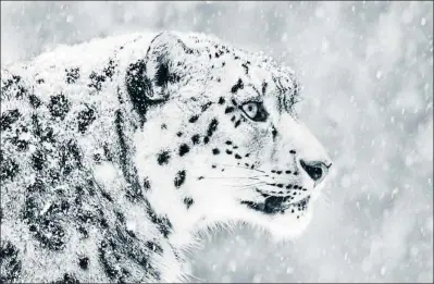  ?? GETTY ?? Un ejemplar de leopardo de las nieves, especie de la que solo quedan 5.000 individuos