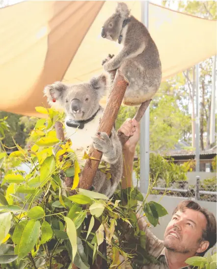  ?? Picture: GLENN HAMPSON ?? Dreamworld’s general manager of Life Sciences Al Mucci with the two five-year-old koalas – Amily (front) and El Youngo – to be released back into the wild at Coombabah today after being treated for chlamydia.