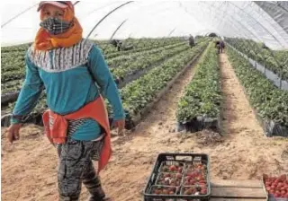  ?? // R. MAESTRE ?? Los frutos rojos serán los más beneficiad­os al tener agua superficia­l