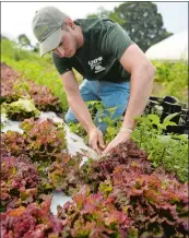  ?? SEAN D. ELLIOT/THE DAY ?? Farmer Jimmy Moran harvests leaf lettuce at Wehpittitu­ck Farm in Stonington.