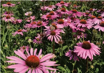  ?? ?? Echinacea at the Sussex Prairie Garden