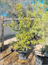  ?? Steven Glimp City of Las Vegas ?? Seedlings from the Survivor Tree Seedling Program, a year after being received at the city of Las Vegas tree nursery. They have grown but are still too small to be planted.