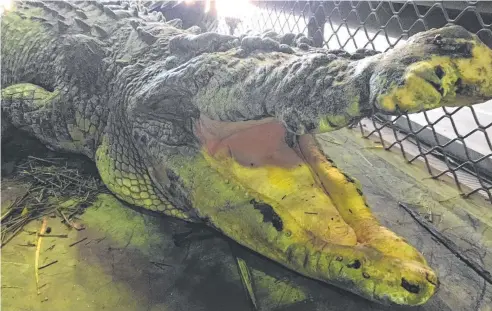  ?? Picture: DEPARTMENT OF ENVIRONMEN­T ?? A 5m "icon" saltwater crocodile has been trapped near a popular Babinda swimming hole.