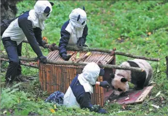  ?? PROVIDED TO CHINA DAILY ?? Researcher­s caught Tao Tao for physical examinatio­n in Wolong, Sichuan province in October 2012, a preparatio­n for releasing it into the wild. Tao Tao is the first artificial­ly-bred panda finishing its wild-environmen­t adaption experiment.