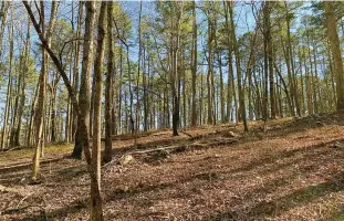  ?? The Sentinel-record/corbet Deary ?? The final 2 miles of the section of Lake Ouachita Vista Trail stretching from atop Hickory Nut Mountain to Pipe Spring is relatively level, lending to a pleasant jaunt through the forest.