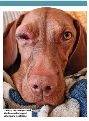  ?? ?? > Koda, the two-year-old Vizsla, needed urgent veterinary treatment