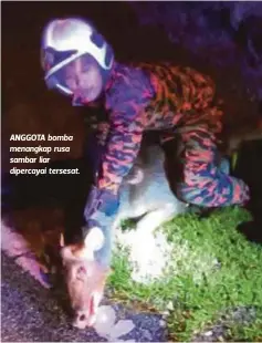  ??  ?? ANGGOTA bomba menangkap rusa sambar liar dipercayai tersesat.