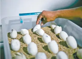  ??  ?? Cuidado e incubación de huevos.