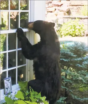  ?? Associated Press ?? A black bear explores a yard in Avon.