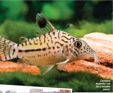  ??  ?? Corydoras leopardus can be a valuable export.