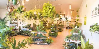  ?? JUST ONE MORE PLANT ?? Just One More Plant, a plant shop that opened in September at 585 S. West End Blvd. in Quakertown, is set to expand into a neighborin­g strip mall space on Feb. 27.