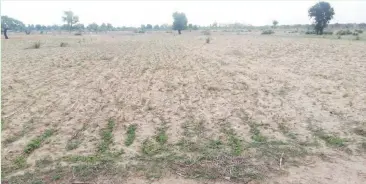  ??  ?? Many farms in Jigawa State are like this despite the start of rain fall in many parts of the country