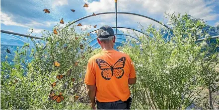  ?? LUZ ZUNIGA/STUFF ?? Left: Sophia Zhang releases monarch butterflie­s at Washbourn Gardens in Richmond. Above: Ian Knight in the butterflie­s’ protected tunnel-house.