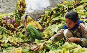  ?? — AP ?? Child labour: Ansa (right), along with her elder sister and neighbours, gathering tobacco leaves in Mardan, Pakistan.