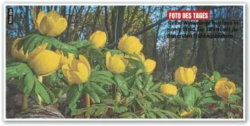  ?? FOTO DES TAGES ?? Gelbe Winterling­e leuchten in einem Wald. Sie zählen mit zu den ersten Frühlingsb­lühern.